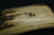 GIGANTIC EUROPEAN FOLDING NAVAJA KNIFE CA.1890