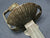 SPANISH COLONIAL HORSEMAN'S SWORD CA.1800