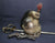 FRENCH MODELE 1876 REPUBLICAN GUARD CAVALRY HELMET