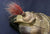 FRENCH MODELE 1876 REPUBLICAN GUARD CAVALRY HELMET